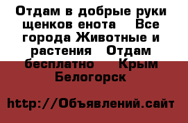 Отдам в добрые руки щенков енота. - Все города Животные и растения » Отдам бесплатно   . Крым,Белогорск